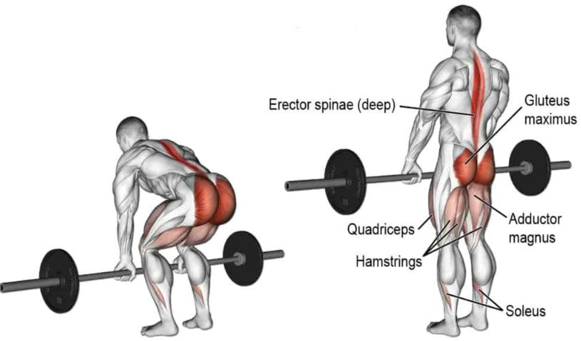 Deadlift Mobility