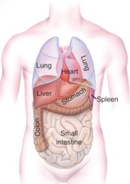 Asymmetries of the Human Body