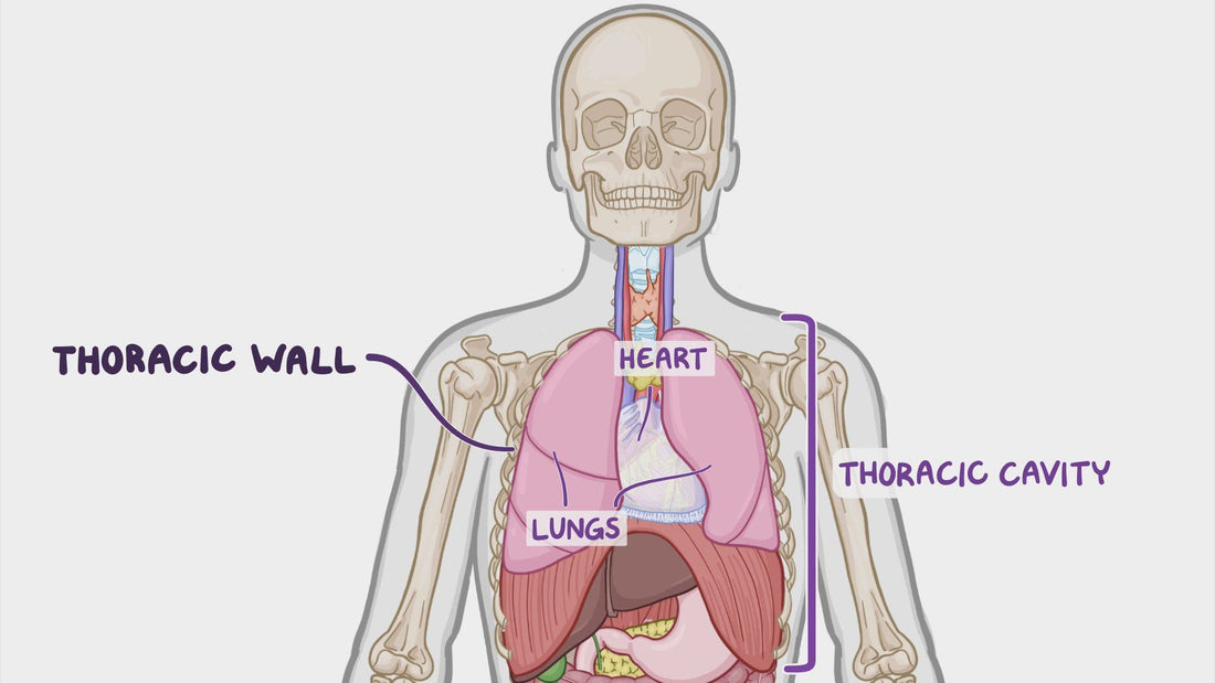 Thoracic and Trunk Mobility